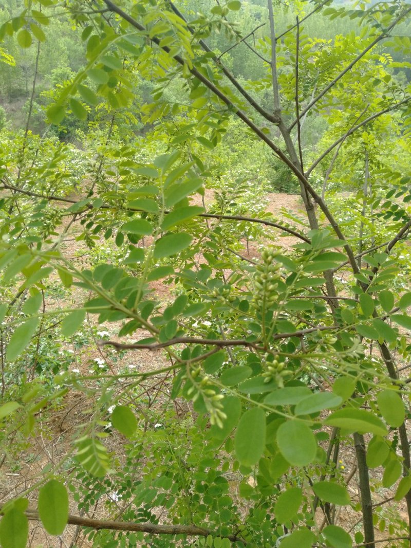 槐花，现采现摘，小量现采现发。大量预定设定走货质量