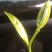 白芽奇兰茶（正宗原产地福建省平和县特产，春茶）