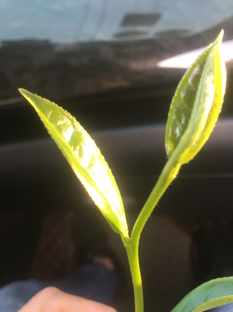 白芽奇兰茶（正宗原产地福建省平和县特产，春茶）