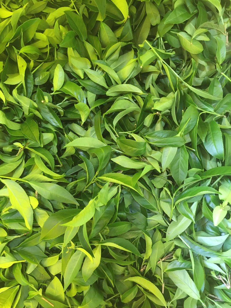 白芽奇兰茶（正宗原产地福建省平和县特产，春茶）