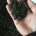 白芽奇兰茶（正宗原产地福建省平和县特产，春茶）