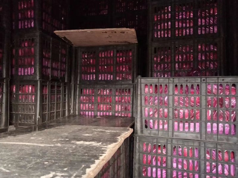 绥中富士苹果