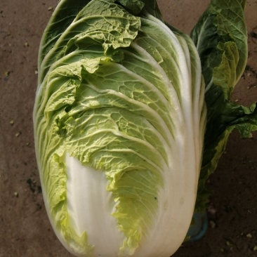 精品大白菜，春季大白菜，净菜4至6斤可视频看货诚信经营