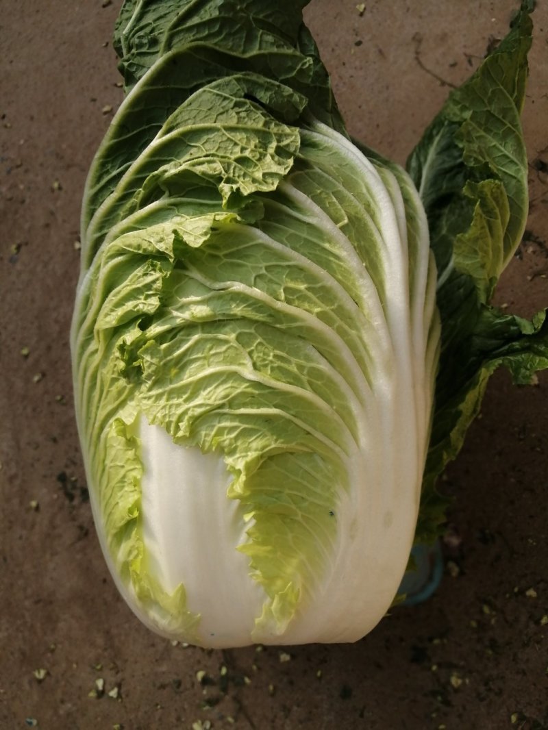 精品大白菜，春季大白菜，净菜4至6斤可视频看货诚信经营