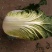 精品大白菜，春季大白菜，净菜4至6斤可视频看货诚信经营