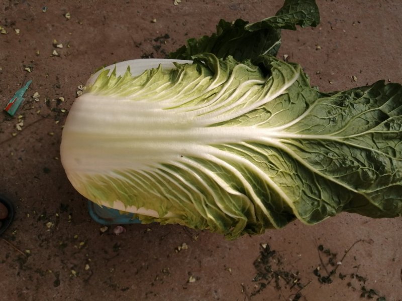 精品大白菜，春季大白菜，净菜4至6斤可视频看货诚信经营