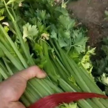 芹菜