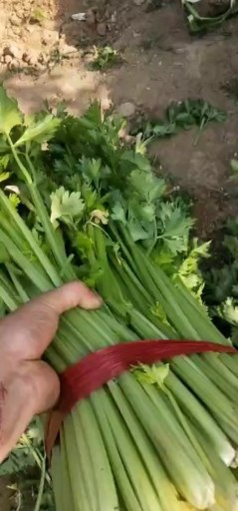 芹菜