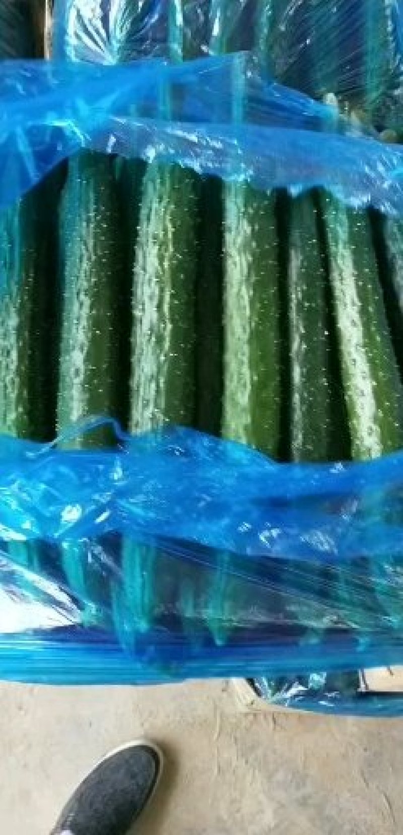 夏邑县万亩优质温室大棚黄瓜开始大量上市，，