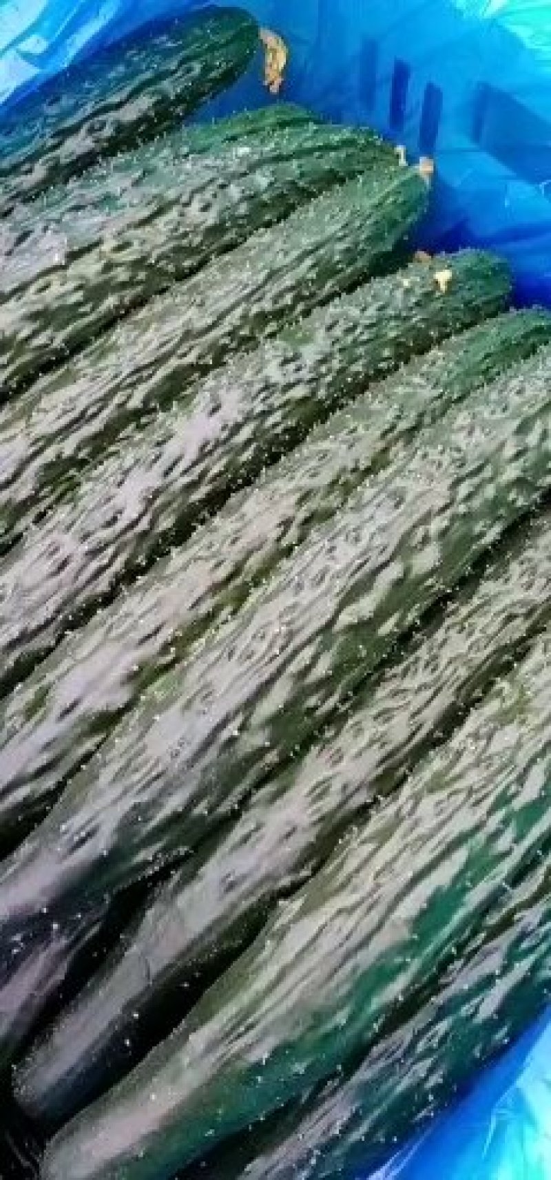 夏邑县万亩优质温室大棚黄瓜开始大量上市，，