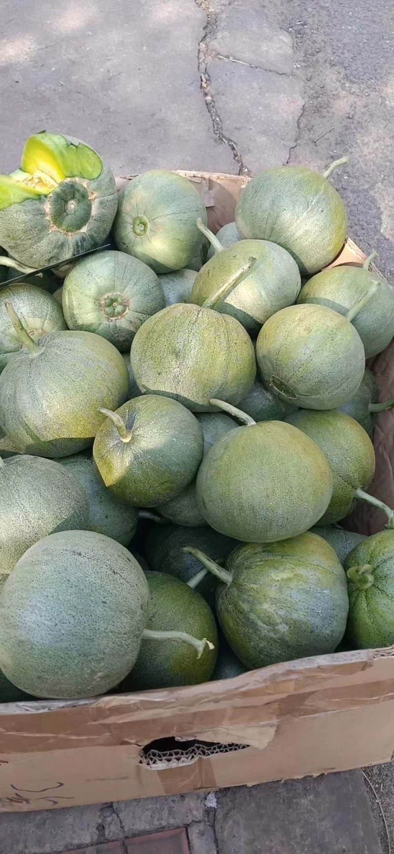 河北精品绿宝甜瓜，各种甜瓜，大量有货，产地一手货源！