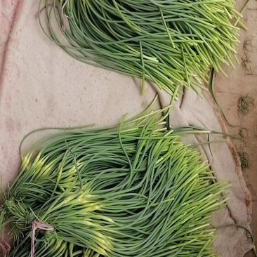 新上市白帽蒜薹