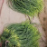 新上市白帽蒜薹
