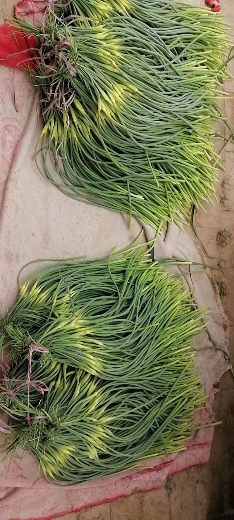 新上市白帽蒜薹