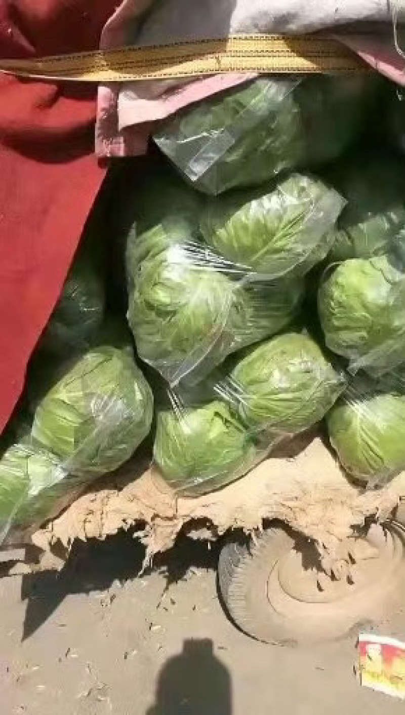 甘蓝