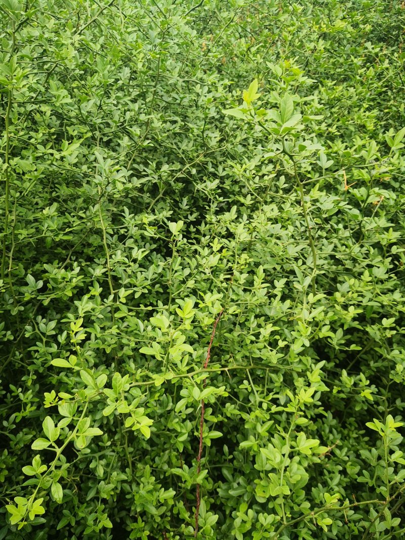 枸橘苗，各种规格，基地直供包成活率质量有保证