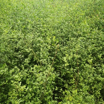 枸橘苗，各种规格，基地直供包成活率质量有保证