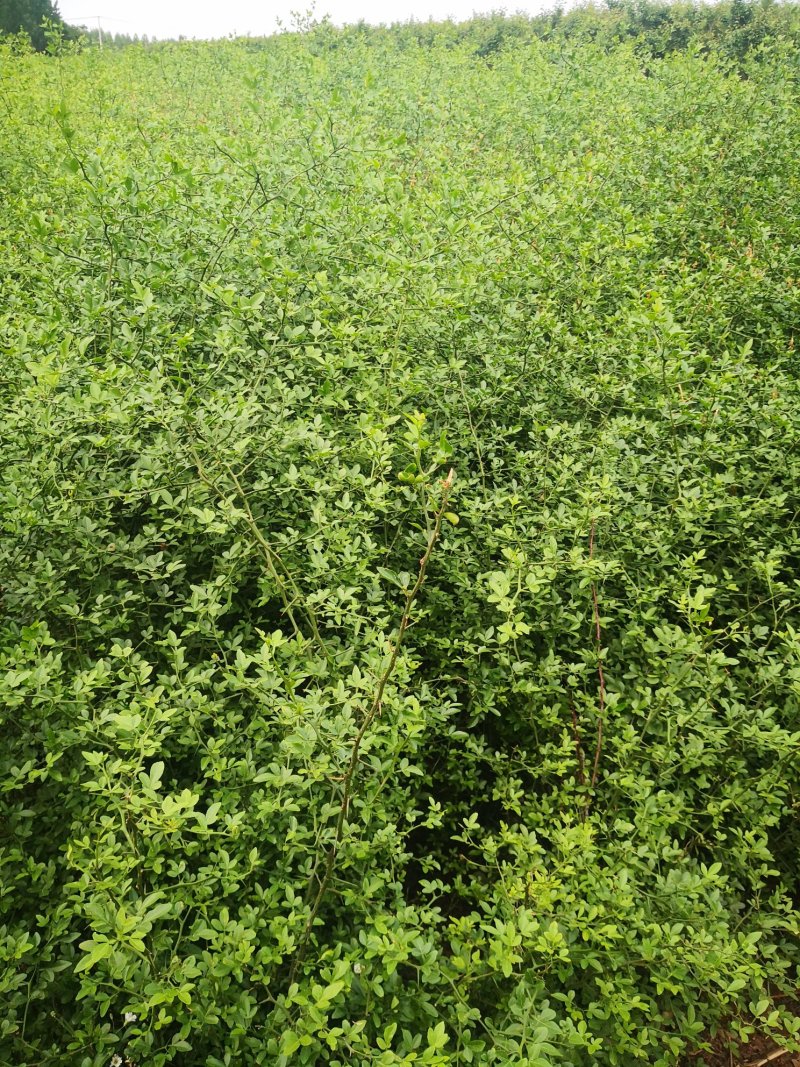 枸橘苗，各种规格，基地直供包成活率质量有保证