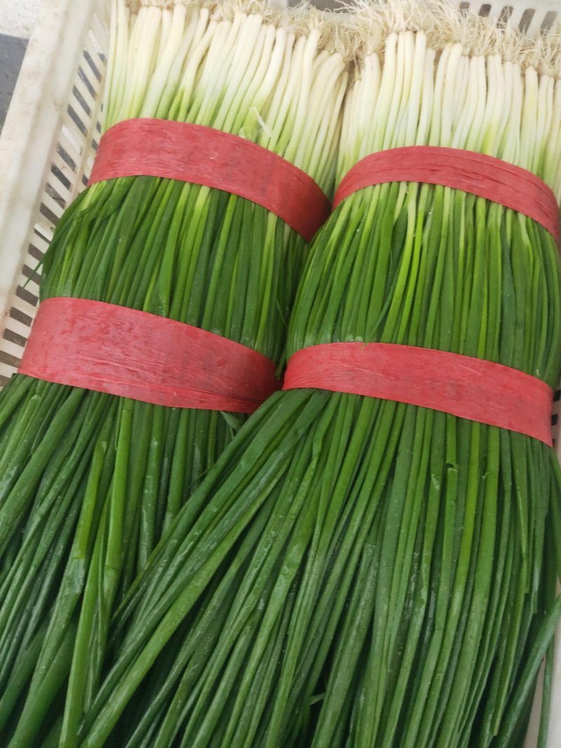 香葱青蒜