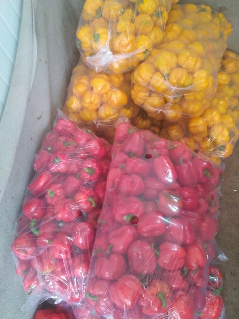 彩椒，大量供应加工厂彩椒，