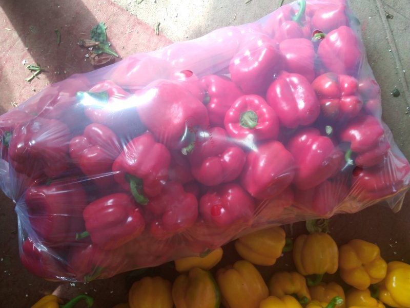 彩椒，大量供应加工厂彩椒，