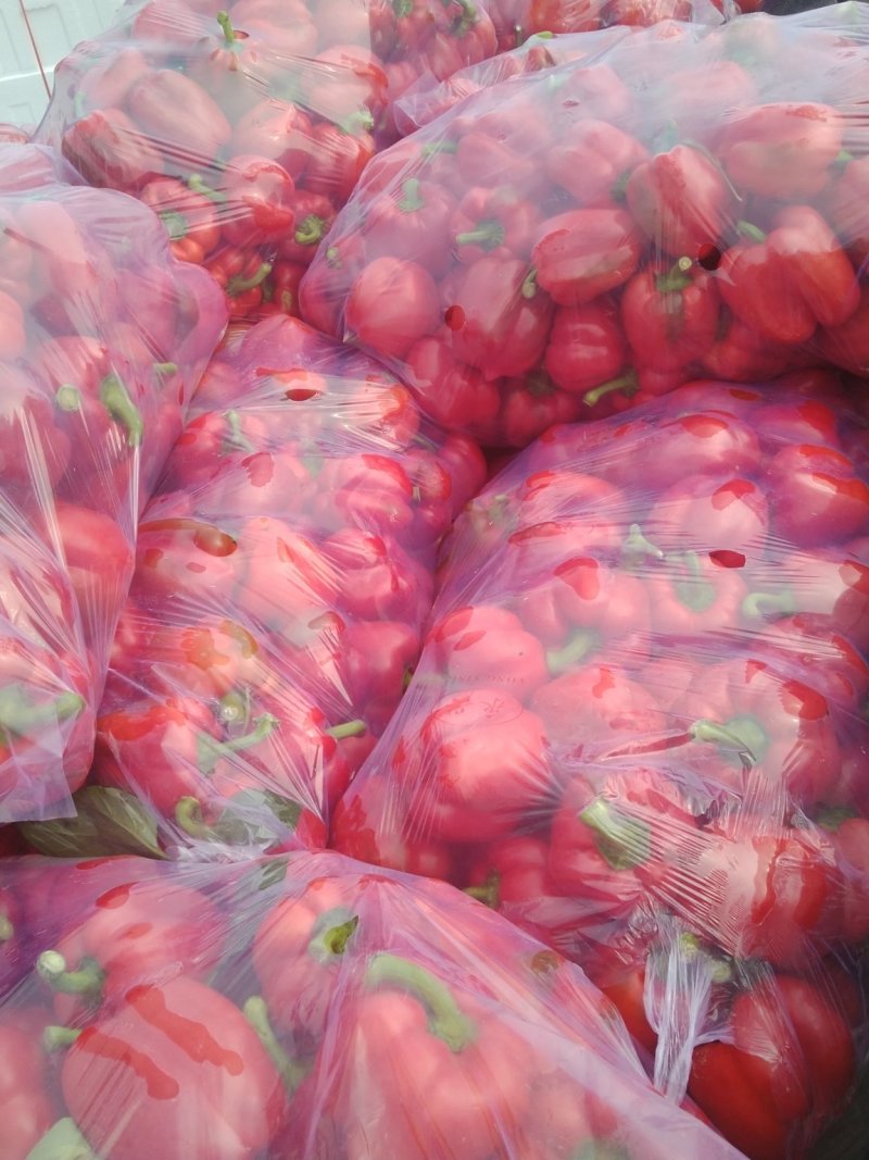 彩椒，大量供应加工厂彩椒，