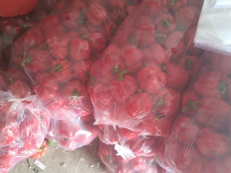 彩椒，大量供应加工厂彩椒，