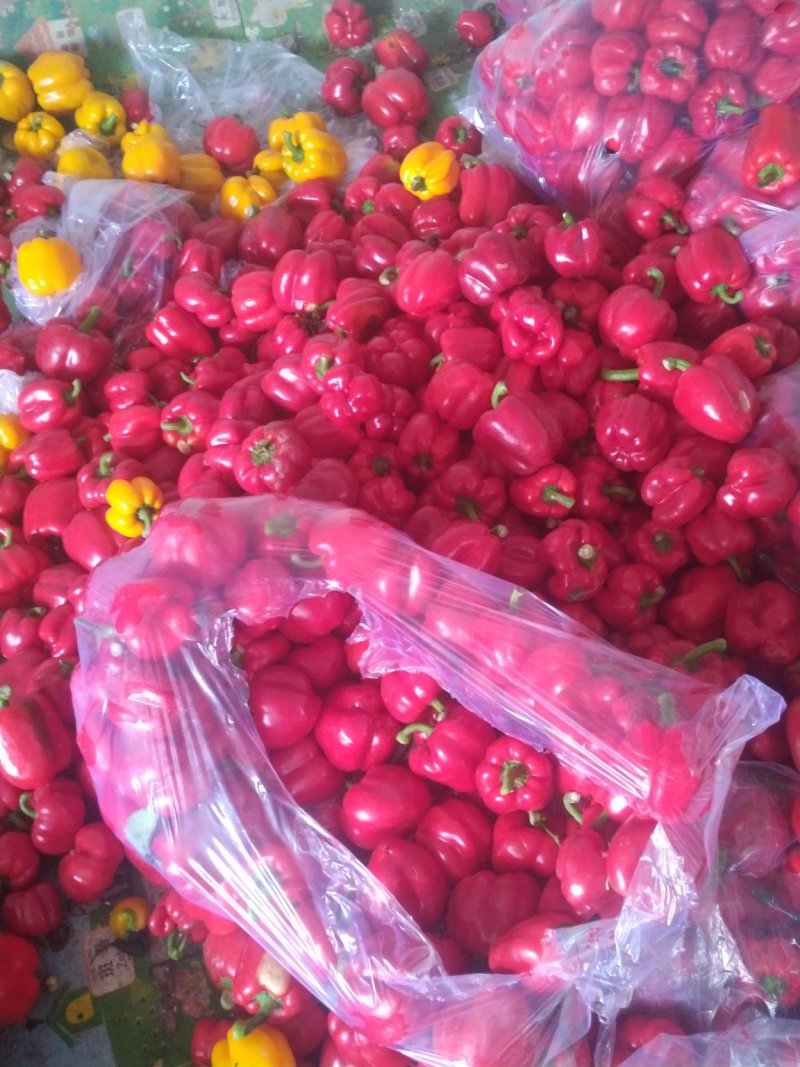 彩椒，大量供应加工厂彩椒，