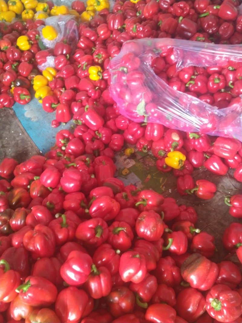 彩椒，大量供应加工厂彩椒，