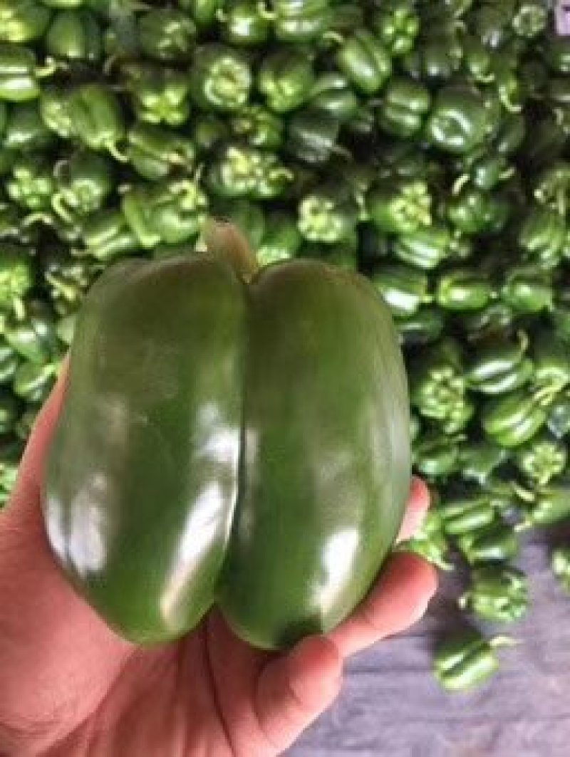彩椒，大量供应加工厂彩椒，