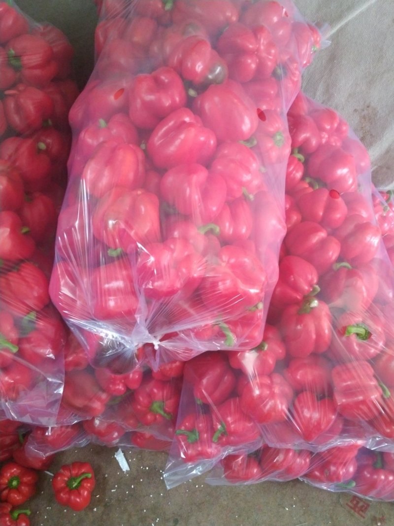 彩椒，大量供应加工厂彩椒，