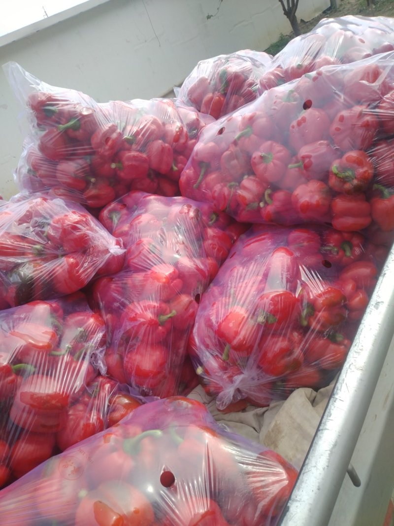 彩椒，大量供应加工厂彩椒，