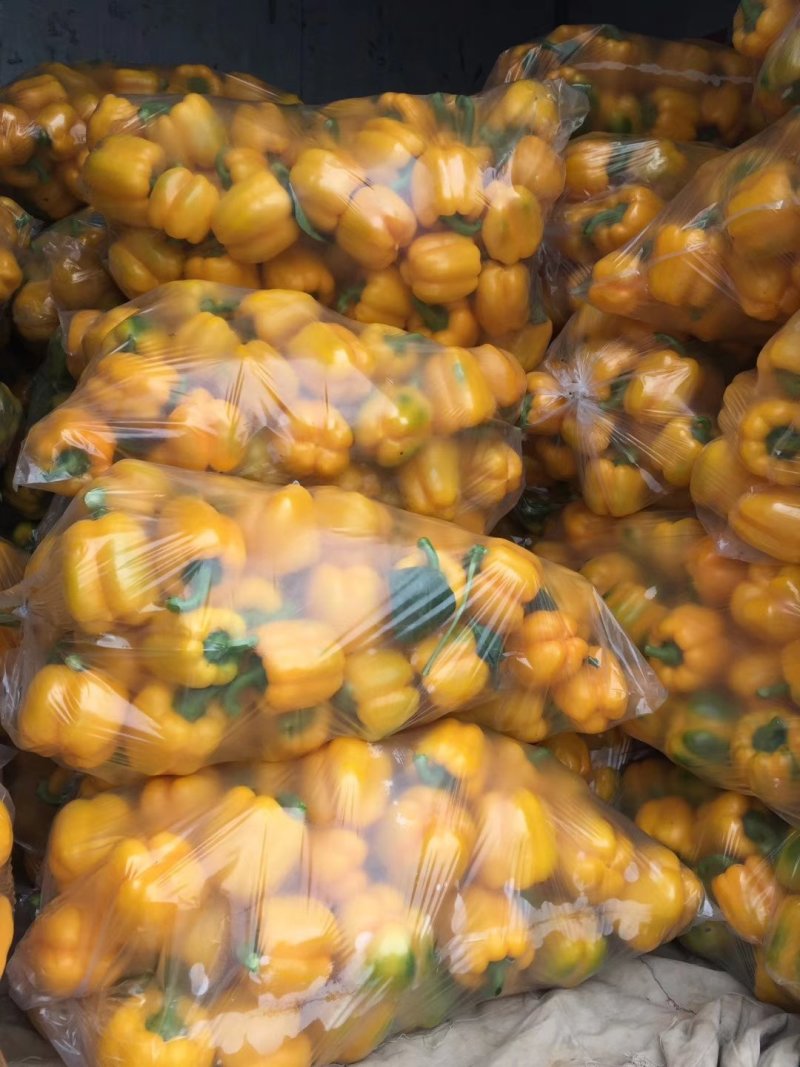 彩椒，大量供应加工厂彩椒，