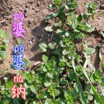 贵州毕节古夜郎大地野生药材双肾草婆婆纳