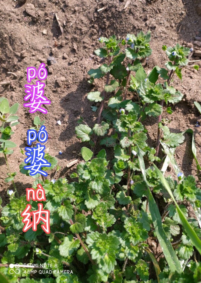 贵州毕节古夜郎大地野生药材双肾草婆婆纳