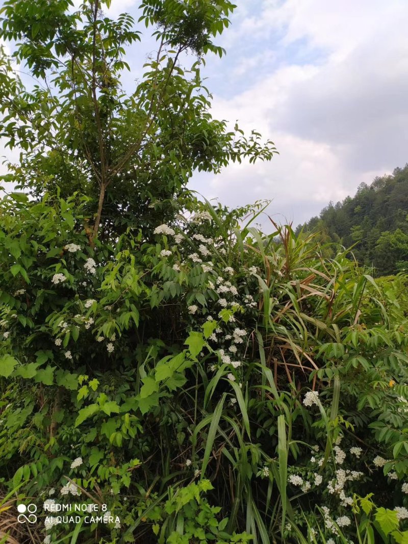 百花蜜