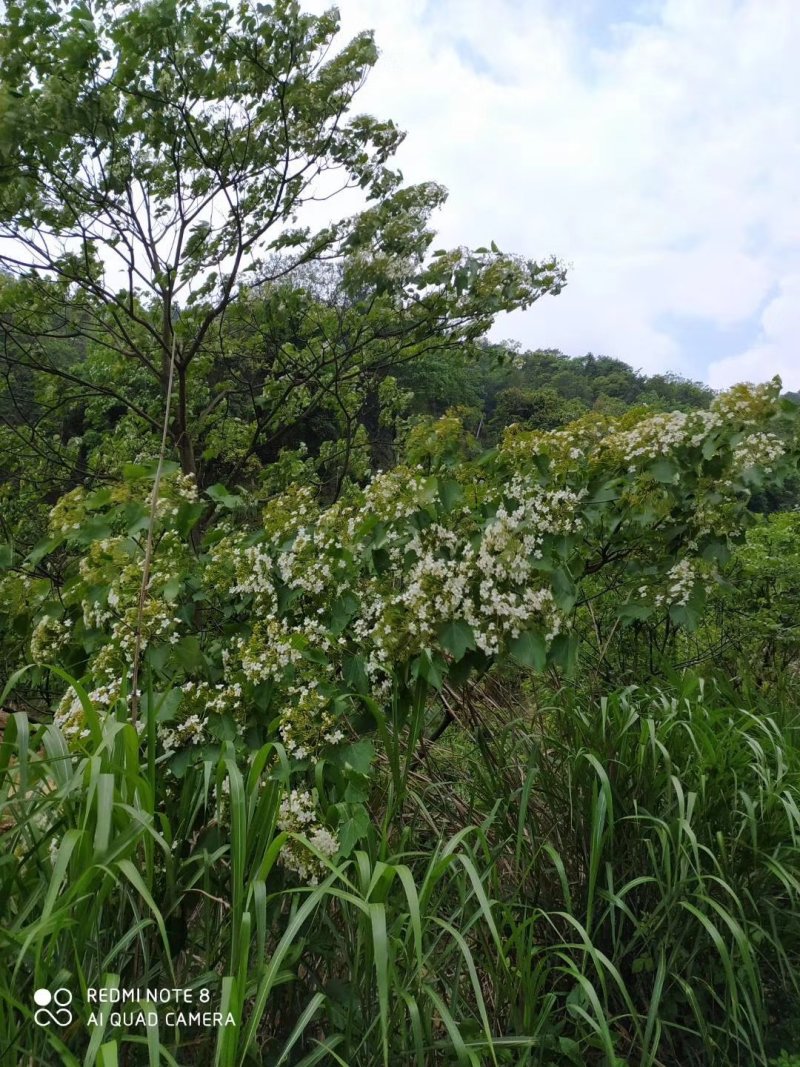百花蜜