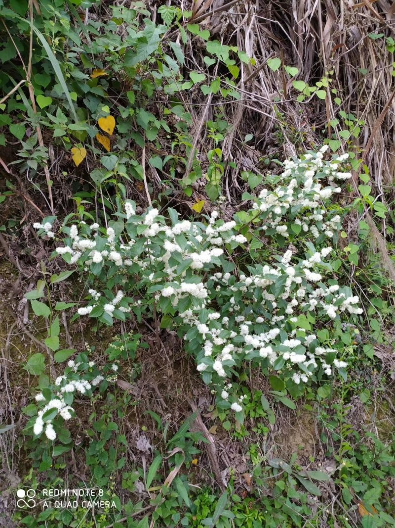 百花蜜