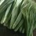 白洋淀芦苇叶