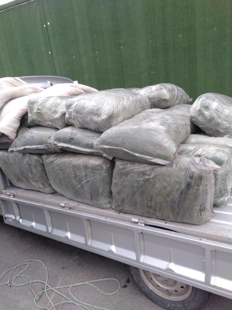 白洋淀芦苇叶