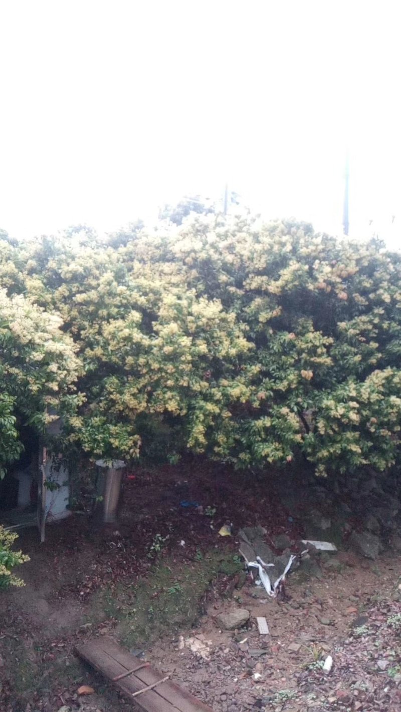 荔枝蜜