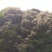 荔枝蜜