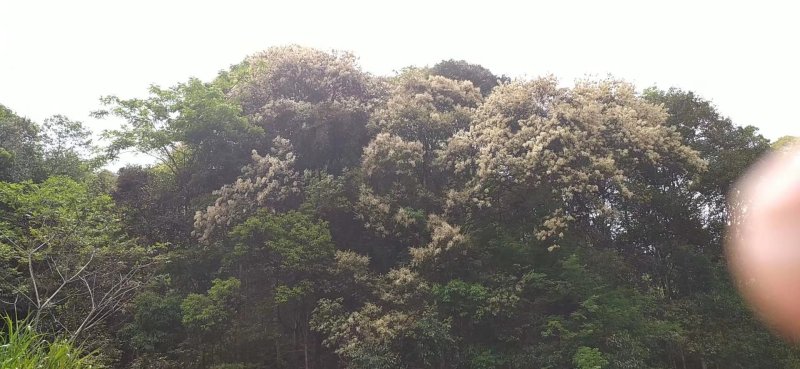 荔枝蜜