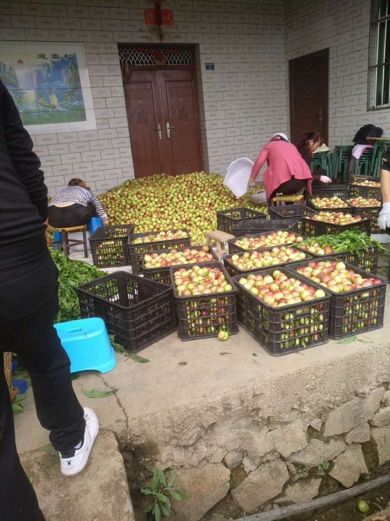 中油五月阳光好吃耐运量大