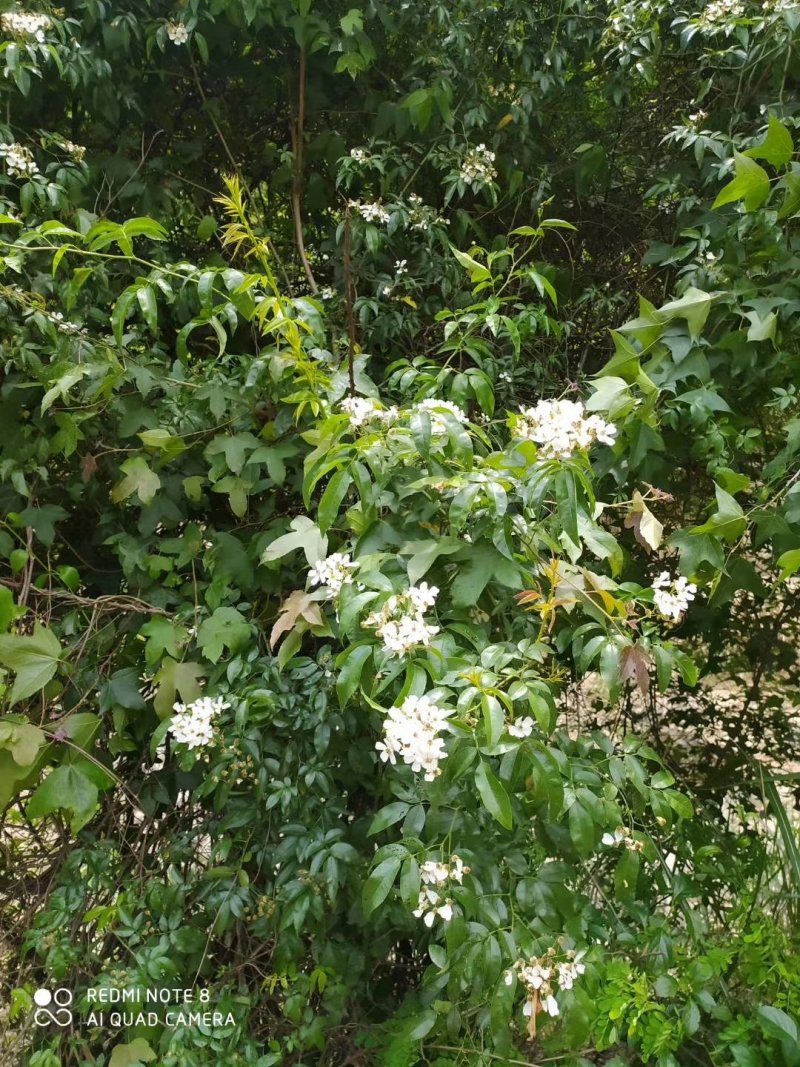 蜂皇浆
