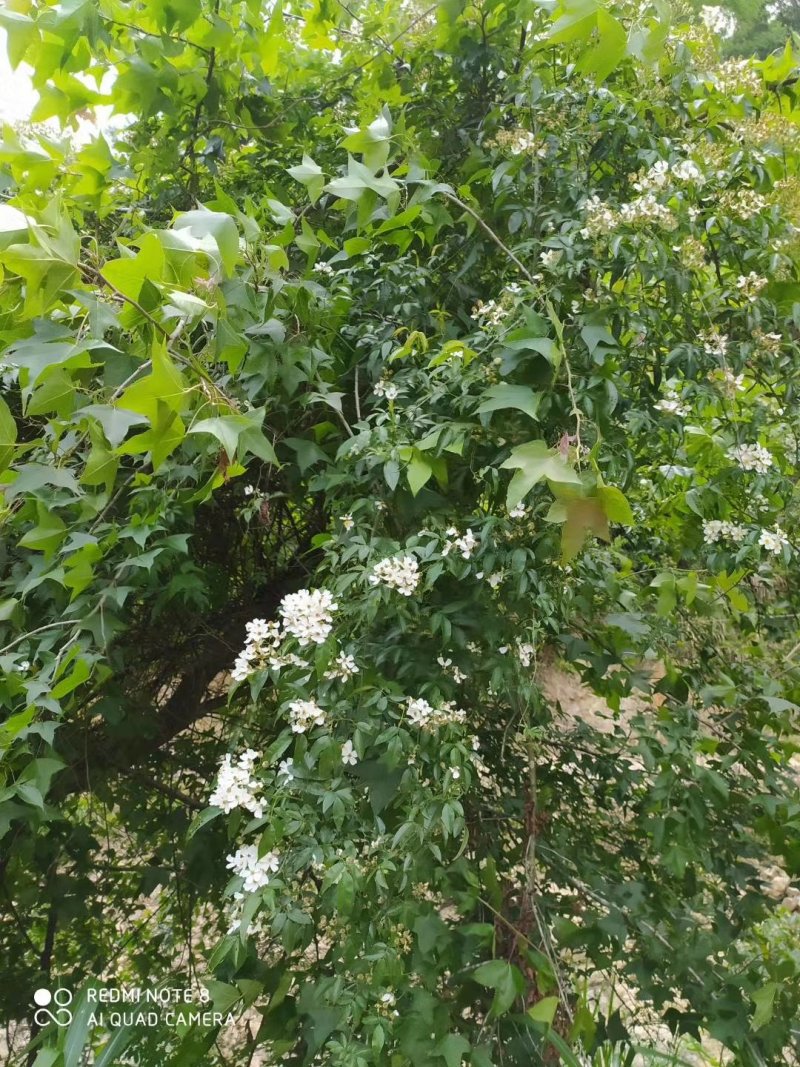 蜂皇浆