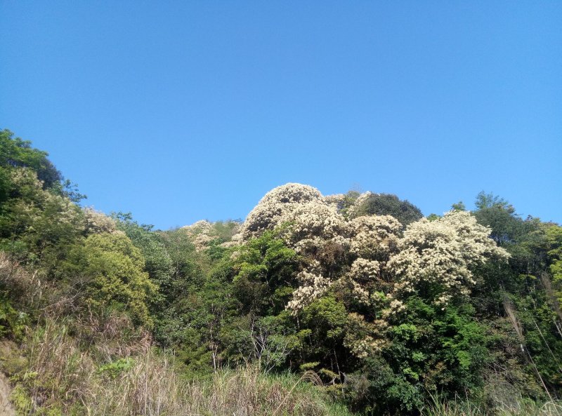 蜂皇浆