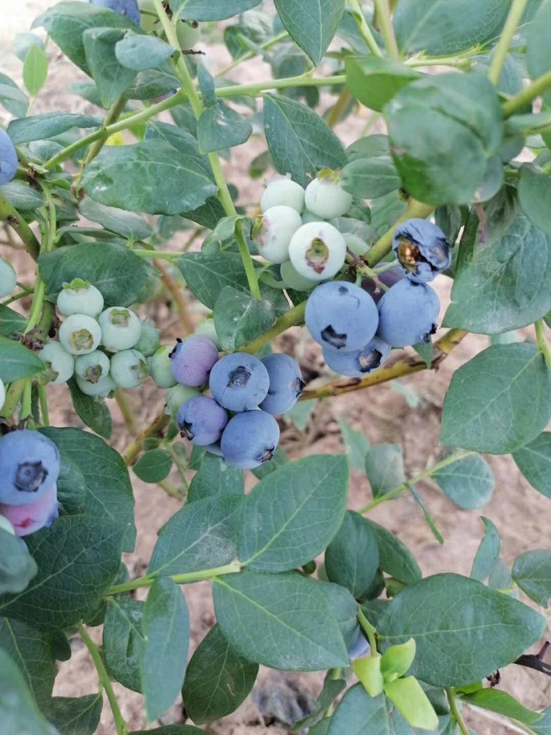 高原蓝莓大量供应L25L11F6优越卡珠宝春高