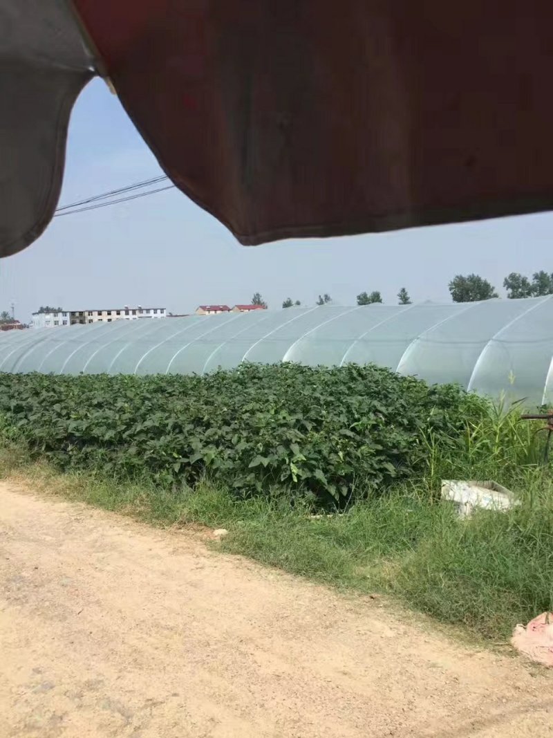 8424西瓜5斤打底8成熟1茬