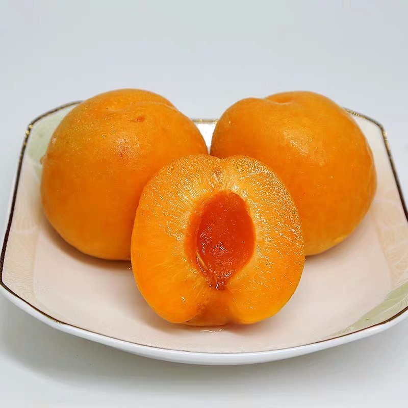 【好货】杏山西运城金太阳杏现摘现发品质保证欢迎咨询